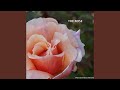 The Rose