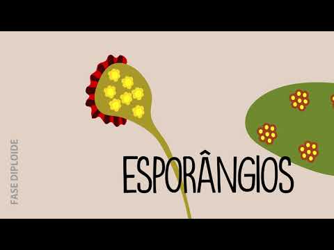 Ciclo de vida das Pteridófitas