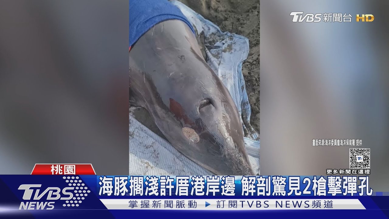 海豚擱淺許厝港岸邊 解剖驚見2槍擊彈孔