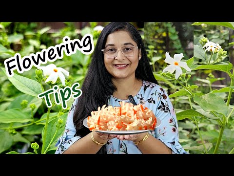 🔴Harsingar Parijat Flowering Tips and Care| Night Jasmine Secrets Revealed #parijat #gardening