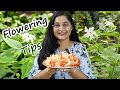 🔴Harsingar Parijat Flowering Tips and Care| Night Jasmine Secrets Revealed #parijat #gardening