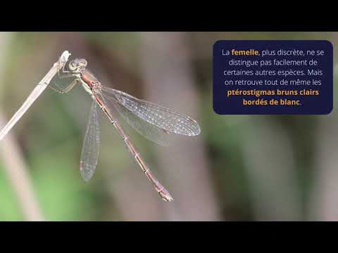 Le temps des libellules | Les lestes