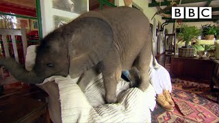 Baby elephant causes havoc at home - Nature's Miracle Orphans: Series 2 Episode 1 Preview - BBC One