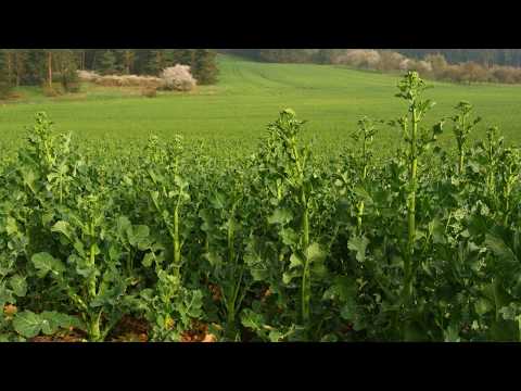 Kombi-Effekt – Unkrautbekämpfung in Raps