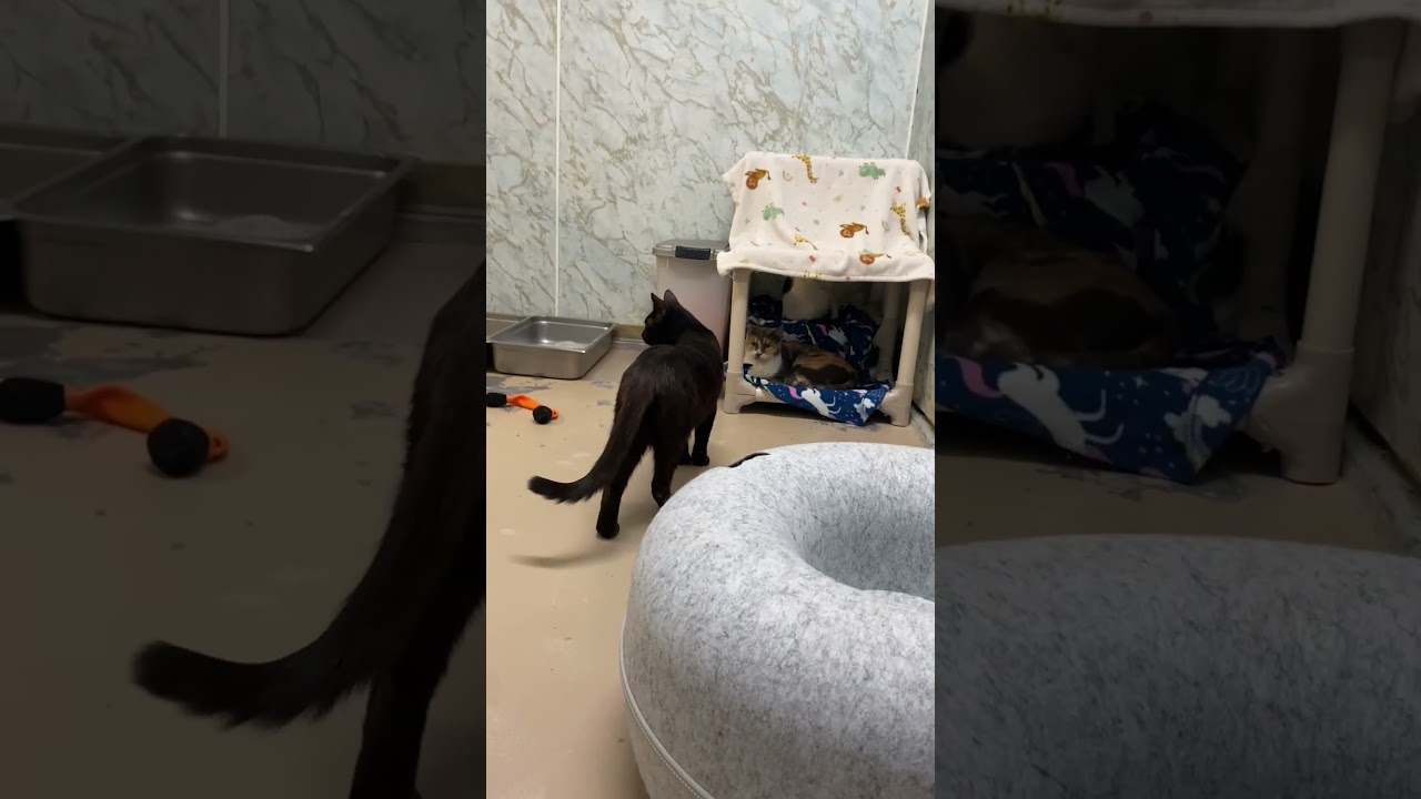 Enlarge BRAD KITT, a ADOPTABLE Domestic Short Hair in Joshua Tree, CA video 5/5