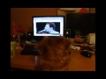 Nina The Canine YouTuber And Freddie Mercury
