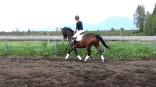 preview picture of video 'Tourmaline, Trakehner gelding'