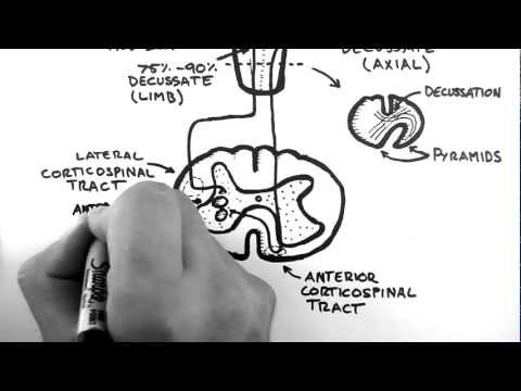 Spinal Pathways 4 - Corticospinal Tract