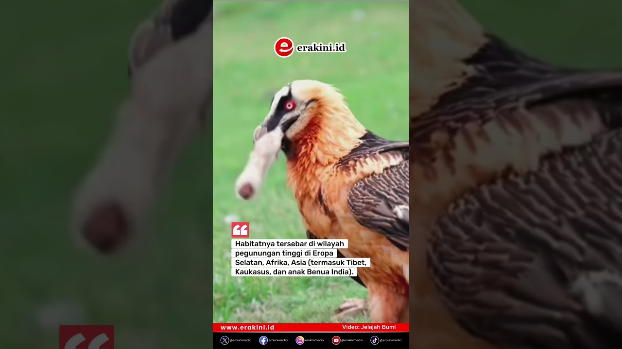 Uniknya Burung Nasar Berjanggut