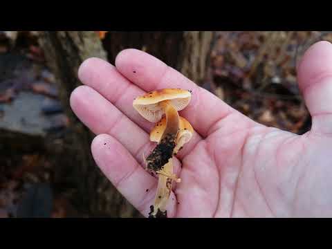 Svamp för alla - Vinterskivling,  Flammulina velutipes (sensu lato)