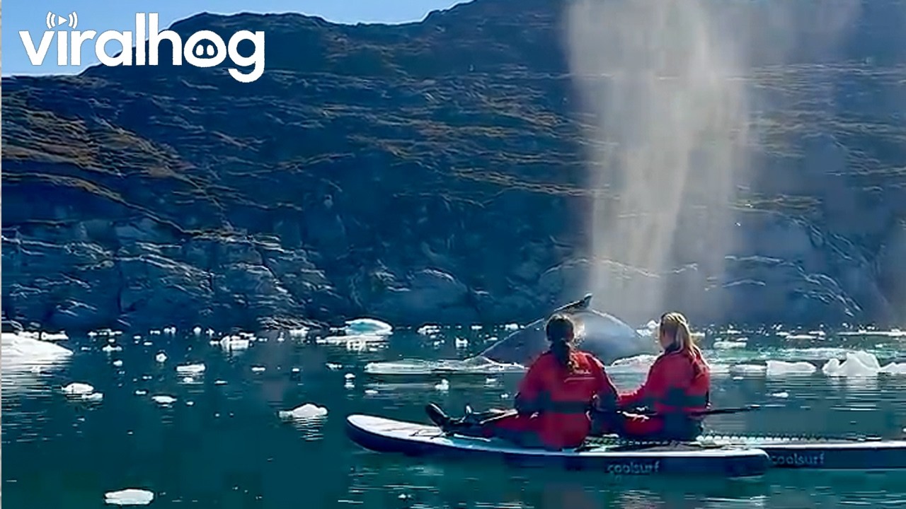 Paddleboarders Witness a Whale Blow Up Close || ViralHog