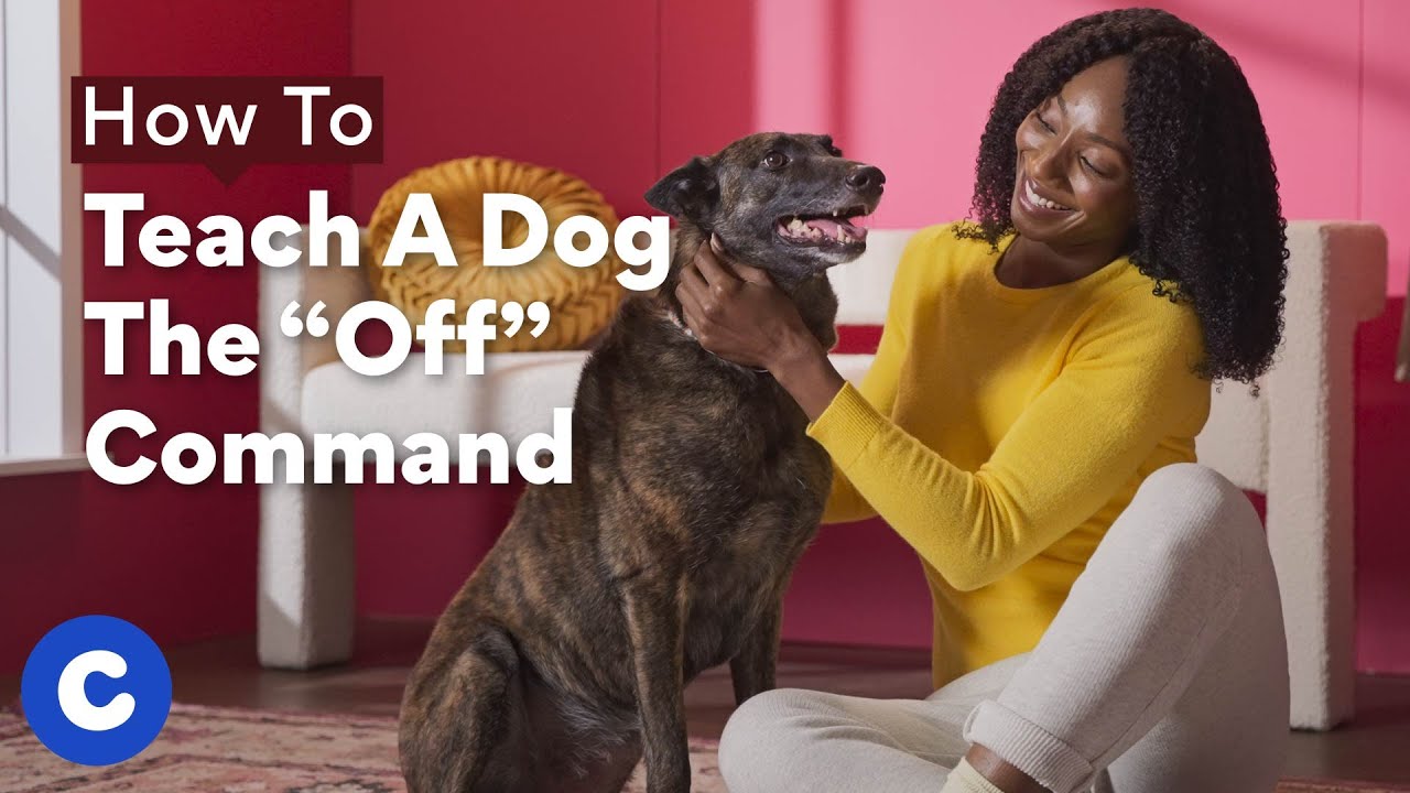 How To Teach a Dog The ‘Off’ Command StepbyStep Guide BeChewy