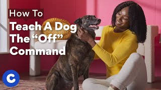 How To Teach a Dog The Off Command | Chewtorials