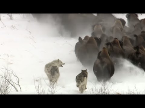 Best Wild Animal Chases | Top 5 | BBC Earth