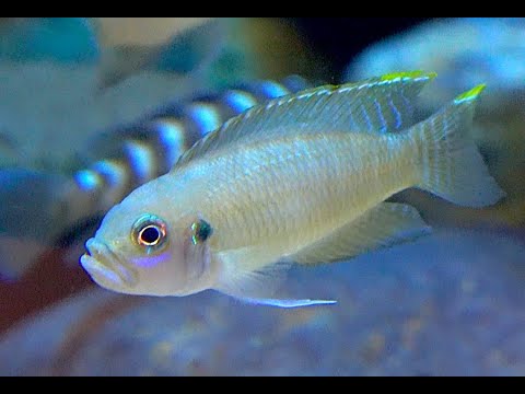 ネオランプロローガスについて詳しく解説