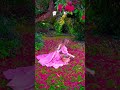 Good Morning Video Status Ll Good Morning WhatsApp Status Like Or Subscribe