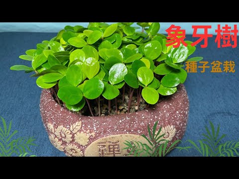 象牙木種子盆栽