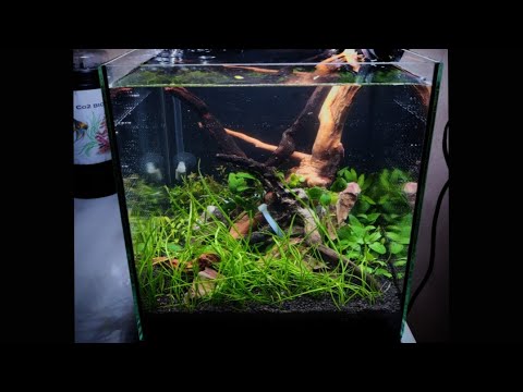 How to setup 20l nano planted aquarium