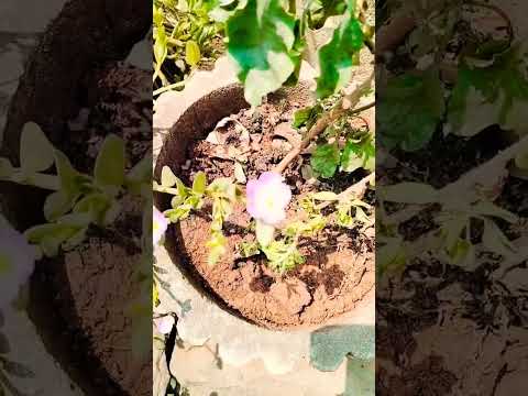 Ramzan subhakankshalu new flower short video music karimulla