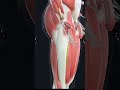 Human Reproduction System 3d Animation Viralvideo Shortvideo Shorts