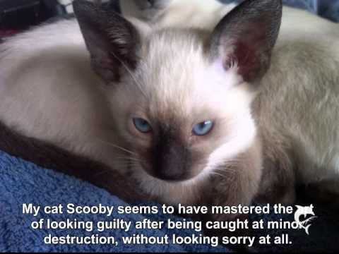 Cats 'n' Tweets (Featuring Chrissy's "My Slushy")