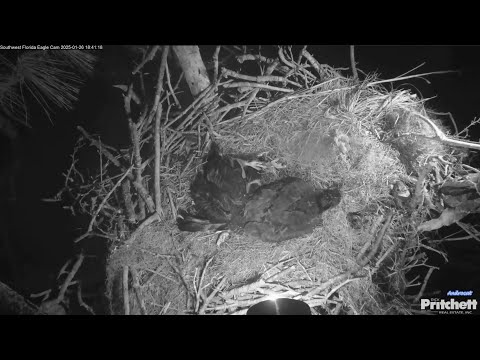 SWFL Eagles 1-26-25.  E24 Passes Away on the Nest After Having Difficulties Throughout the Day. 💔🙏🏻