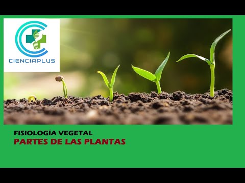 Fisiología vegetal: Partes de las plantas