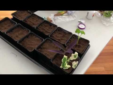 Building The Mansion Geranium Garden