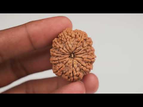 Rudraksha Product Image