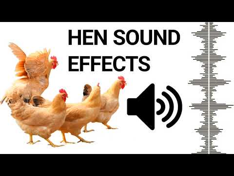 Hen Sound To Attract Roosters | Chicken Sound Effects Free