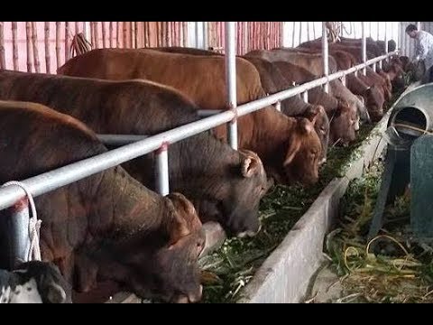 Trang trại Bò Giống Tại Miền Bắc - Cung cấp Giống Bò