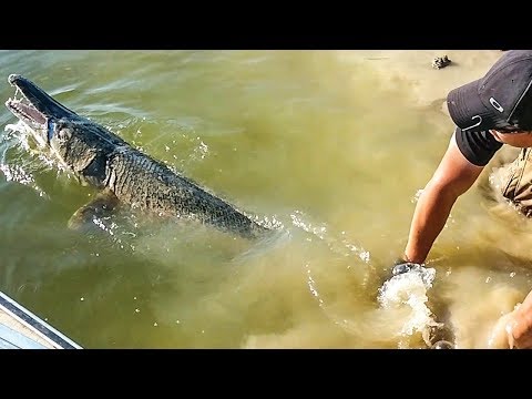 Would you fish for this? Fishing ALLIGATOR GAR