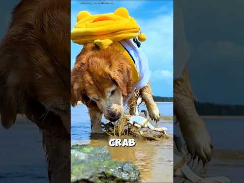 You Won’t Believe What My Dog Bought With a Giant Fish! 🐶🐟