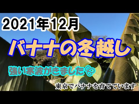 バナナの木を寒さに耐えて越冬させるための役立つヒントはありますか?  庭園
