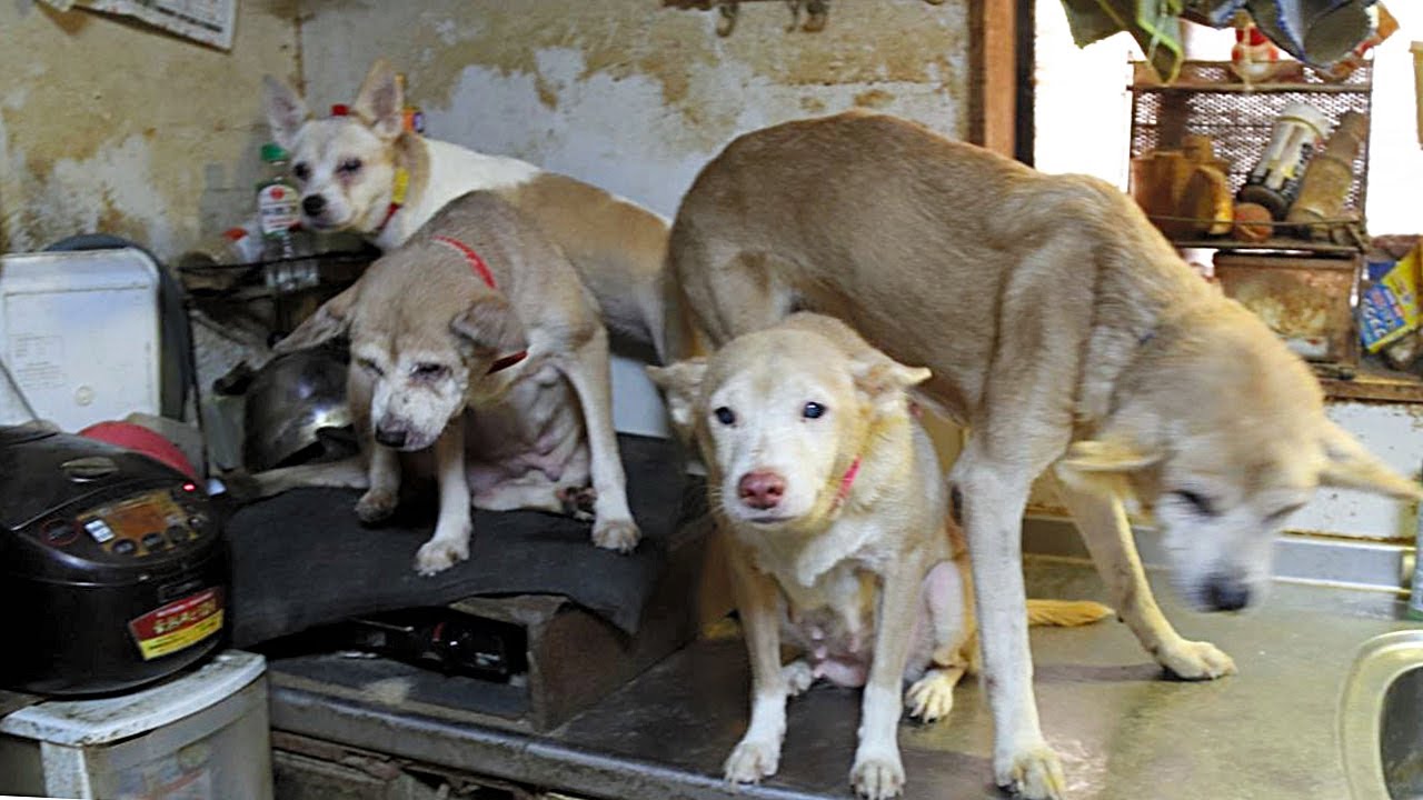 韓國阿伯領養珍島犬母女轉頭帶去屠場劏狗吃補身判囚6個月 香港01 熱爆話題