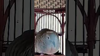 Download lagu Perkutut Ngerot Nretek Gacor Memanggil Lawan ‼️ mp3 Download lagu Perkutut Ngerot Nretek Gacor Memanggil Lawan ‼️ mp3