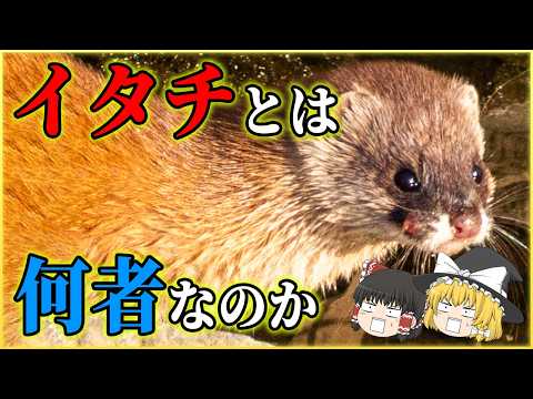 AGM-88 HARM 対レーダーミサイル