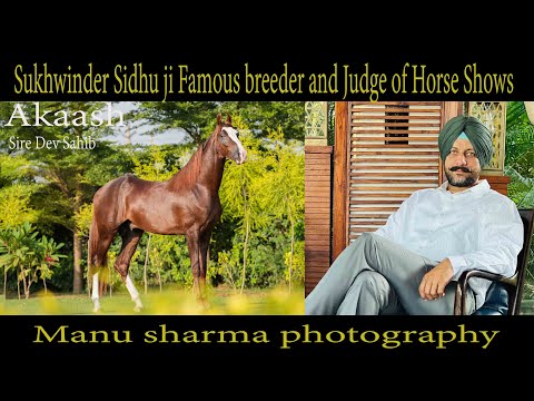 Talk with Sukhwinder Sidhu ji Famous breeder and Judge of Marwari horse shows