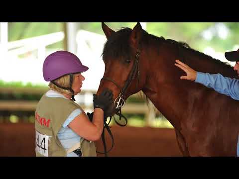 Marchador Horses - Clinic 1