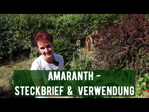 Amaranth - Steckbrief & Verwendung