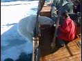 Wild Polar Bear Gets Too Hungry Svalbard