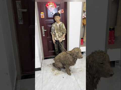 Amazing Dirty Dog And Boy!😂🥰 #shorts #ytshorts #shortvideo