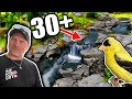 30 SPECIES GATHER At This WATERFALL