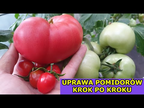 , title : 'INSTRUKTAŻ Jak uprawiać Pomidory - Choroby pomidorów, liście, wilki, niedojrzałe i popękane owoce'