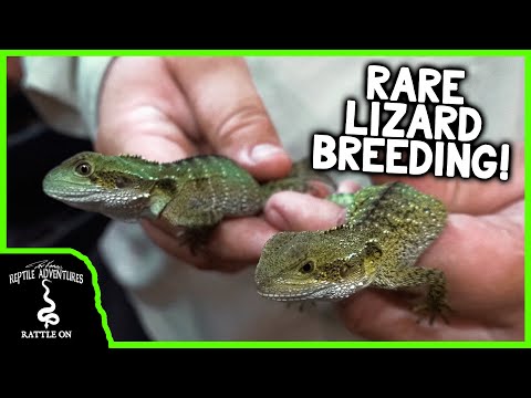 , title : 'BABY AUSTRALIAN WATER DRAGONS! (Breeding, Care, and Husbandry)'