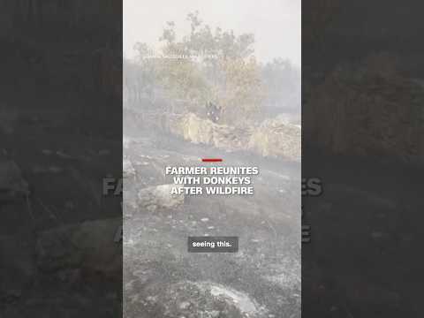 Farmer reunites with donkeys after wildfire