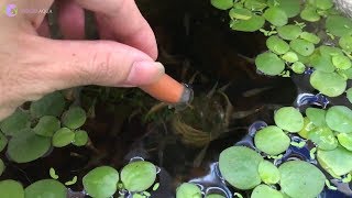 Hướng dẫn thu hoạch bảo quản artemia tươi cho cá ăn cả năm