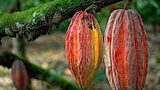 Cómo Rehabilitar un Cultivo de Cacao no Rentable - TvAgro por Juan Gonzalo Angel