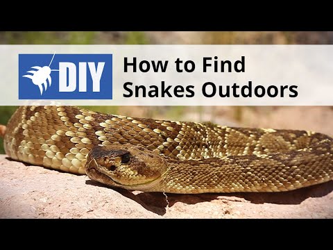  How to Find Snakes Outdoors - Snake Inspection Video 