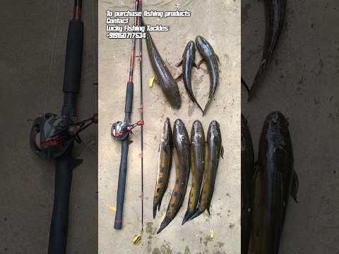 Urban frog lure / one of the best lure for snakeheads / snakehead fishing